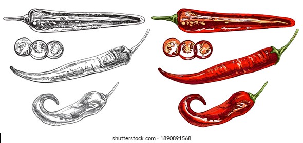 Chilli whole, half and slice. Vector vintage hatching color illustration. Isolated on white background.