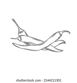 Chilly pepper, chilli Vector hand drawn vector illustration. Fresh organic vegetable, hot pepper in engraved style. Detailed food drawing. Great for label, poster, print. isolated on white background