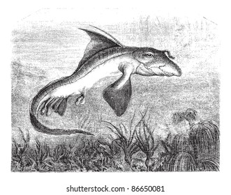 Chimaera monstrosa or Rabbit fish or Rat fish, vintage engraved illustration. Magasin Pittoresque 1874