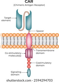Chimeric Antigen Receptor CAR Structure Design Vector Illustration