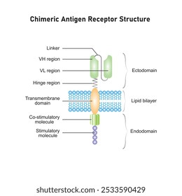 Estructura del receptor de antígeno quimérico (CAR) Diseño científico. Ilustración vectorial.