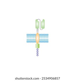 Estructura del receptor de antígeno quimérico (CAR) Diseño científico. Ilustración vectorial.