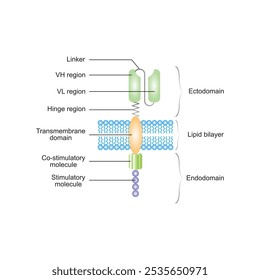 Estructura del receptor de antígeno quimérico (CAR) Diseño científico. Ilustración vectorial.