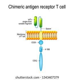 Chimeric Antigen Receptor T Cell (CAR). Artificial T Cell Receptors Are Proteins That Have Been Engineered For Cancer Therapy (killing Of Tumor Cells). Genetically Engineered. Vector