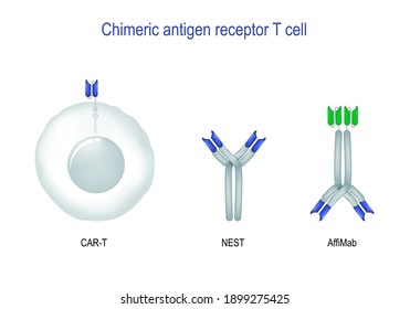 Chimeric Antigen Receptor T Cell. Immunotherapy For Cancer. Cancer Treatment. Equipped Of CAR T-cells That Can Recognize And Fight The Infected Tumor Cells In The Body. CAR-T, NEST, And Affibody