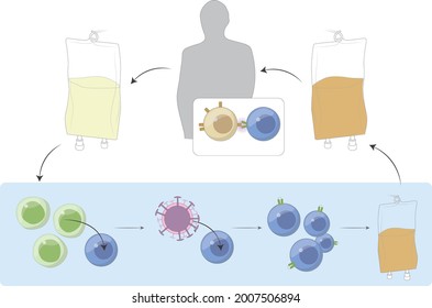 Chimeric Antigen Receptor T Cell Template