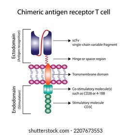  Chimeric Antigen Receptor T Cell ,CAR T Cell Structure, T Cell Receptor Proteins That Have Been Engineered To Kill Cancer Cells, CAR T Cell Immunotherapy. Chemotherapy. Vector Illustration