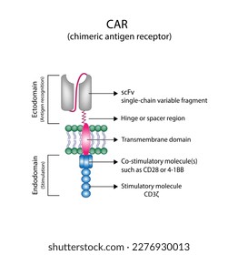 Celda T del receptor de antígeno quimérico, estructura celular de la TRC, proteínas del receptor de la célula T que han sido diseñadas para matar células cancerígenas, inmunoterapia celular de la TCA. quimioterapia. ilustración vectorial