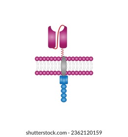 Chimeric antigen receptor T cell ,CAR T cell structure, T cell receptor proteins that have been engineered to kill cancer cells, CAR T cell immunotherapy. chemotherapy. vector illustration