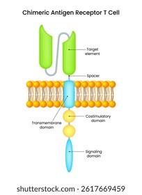 Chimeric Antigen Receptor T Cell
