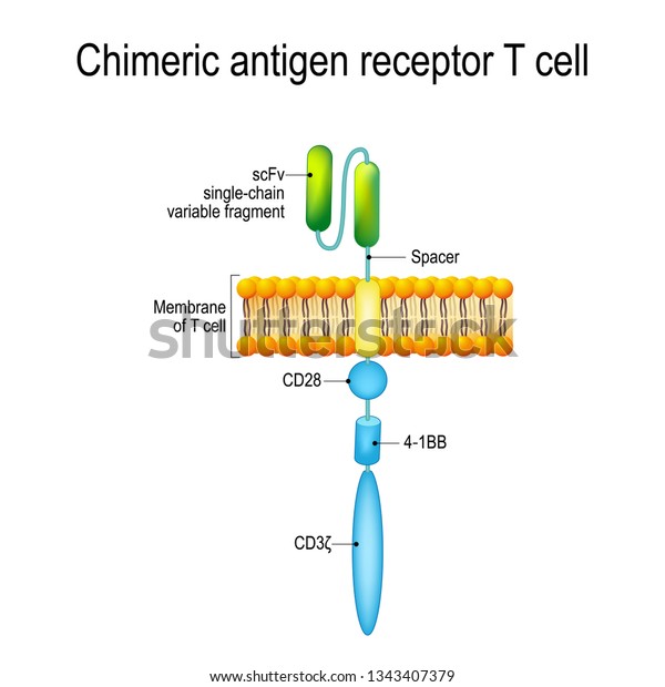 Chimeric\
antigen receptor T cell (CAR). Artificial T cell receptors are\
proteins that have been engineered for cancer therapy (killing of\
tumor cells). genetically engineered.\
Vector