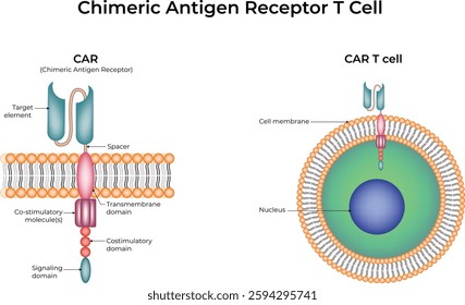 Chimeric Antigen Receptor T-Cell Design Vector Illustration