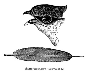 Chimney Swift Head And Feather With A Faint Greenish Gloss Above Vintage Line Drawing Or Engraving Illustration.