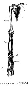 Chimp Limb Anatomy Of The Common Chimpanzee, Vintage Line Drawing Or Engraving Illustration.