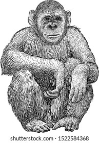 Chimpanze illustration, drawing, engraving, ink, line art, vector

