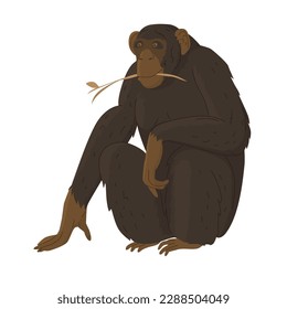 A chimpanzee, a anthropoid brown-furred ape, sits with a blade of grass in its mouth. Images for nature reserves, zoos and children's educational paraphernalia. Vector illustration. Isolated object.