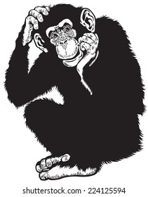chimpanzee ape, sitting pose, black and white image