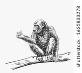 Chimpanzee with arm showing thumb up sitting on tree branch, isolated vector sketch, Hand drawn illustration