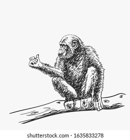 Chimpanzee with arm showing thumb up sitting on tree branch, isolated vector sketch, Hand drawn illustration