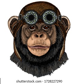 Chimpanzee, chimp portrait. Monkey face. Ape head. Aviator flying leather helmet with googles.