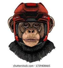 Chimpanzee, chimp portrait. Monkey face. Ape head.