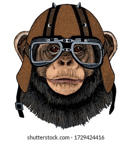 Chimpanzee, chimp portrait. Monkey face. Ape head. Motorcycle helmet.