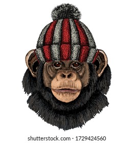 Chimpanzee, chimp portrait. Monkey face. Ape head. Knitted wool winter hat.
