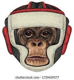 Chimpanzee, chimp portrait. Monkey face. Ape head. Boxing helmet.