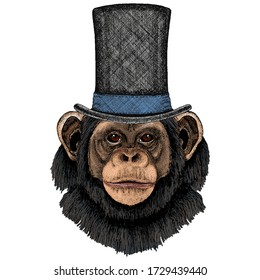 Chimpanzee, chimp portrait. Monkey face. Cylinder hat.