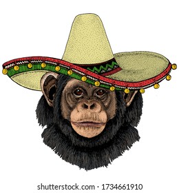 Chimpanzee, chimp portrait. Sombrero mexican hat. Monkey face. Ape head.