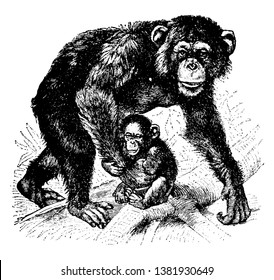 Chimpanzee consists of two extant species which are the common chimpanzee and the bonobo, vintage line drawing or engraving illustration.