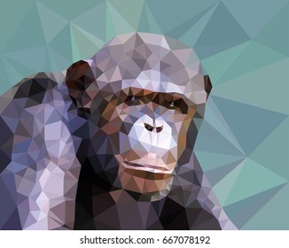 A chimpanzee face, low poly vector illustration.
