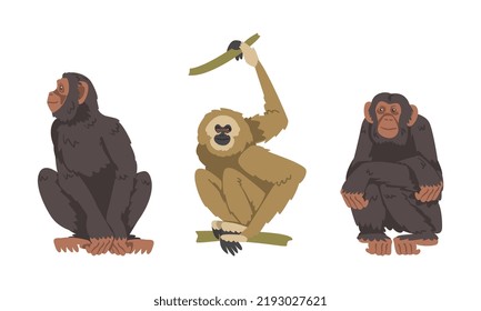 Chimpanzee and Gibbon Monkey as Great Ape Specie Native to Tropical Africa Vector Set