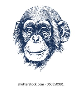 Chimpanzee Hand Drawn Vector Illustration