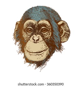 chimpanzee hand drawn vector illustration