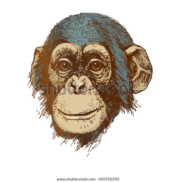 chimpanzee hand drawn