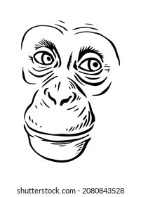 Chimpanzee head on a white background. A sly smile on his face. Wild animal primate. Vector black and white isolated sketch illustration