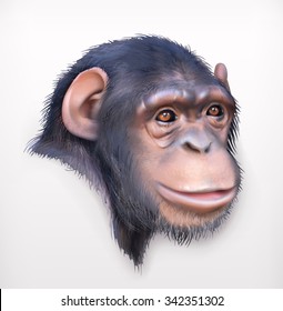 Chimpanzee head, realistic vector illustration