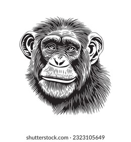 Chimpanzee head vector illustration on a white background. Vintage Chimpanzee illustration