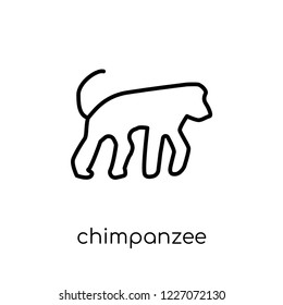 chimpanzee icon. Trendy modern flat linear vector chimpanzee icon on white background from thin line animals collection, editable outline stroke vector illustration