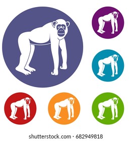 Chimpanzee icons set in flat circle red, blue and green color for web