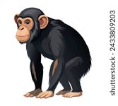Chimpanzee  illustration on White Background