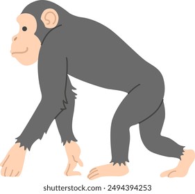 The chimpanzee isolated on white background