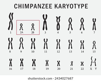 Chimpanzee karyotype isolated on background. 