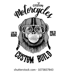 Chimpanzee Monkey Biker, motorcycle animal. Hand drawn image for tattoo, emblem, badge, logo, patch, t-shirt