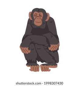 Chimpanzee Monkey as Great Ape Specie Native to Tropical Africa Vector Illustration