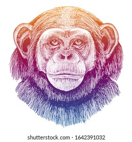 Chimpanzee, monkey. Hand drawn illustration for tattoo, emblem, badge, logo, patch t-shirt.