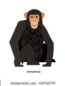 Chimpanzee -monkey, having higher level of nervous activity than the others 