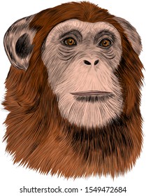 chimpanzee monkey head brown vector