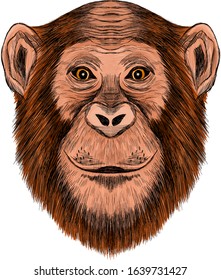 chimpanzee monkey head brown vector